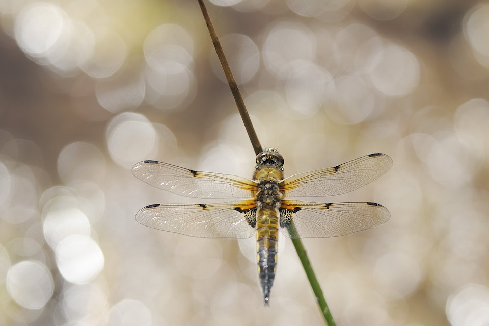 Four-spotted Chaser (Libellula quadrimaculata)Perching on a reed above a pool of water. Moine Mhor National Nature Reserve, Scotland.